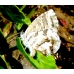 Geranium Bronze Butterfly Cacyreus marshalli 5 pupae